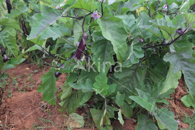 Aubergine (Solanum melongena)