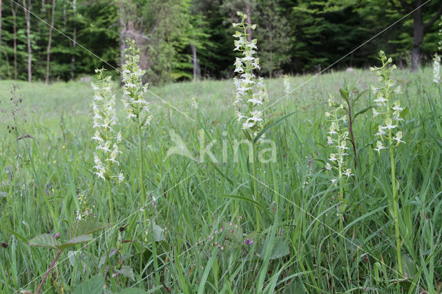 Greater Butterfly-orchid (Platanthera chlorantha)