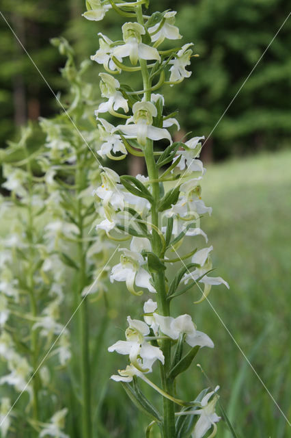 Greater Butterfly-orchid (Platanthera chlorantha)