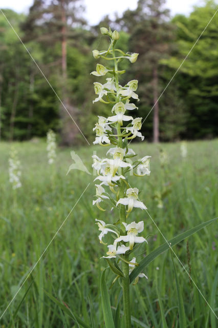 Greater Butterfly-orchid (Platanthera chlorantha)