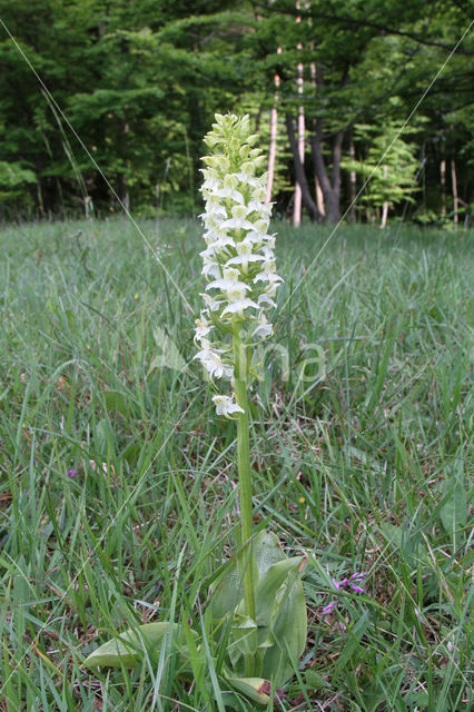 Greater Butterfly-orchid (Platanthera chlorantha)