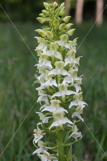 Greater Butterfly-orchid (Platanthera chlorantha)