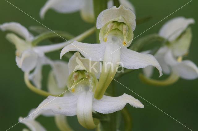 Greater Butterfly-orchid (Platanthera chlorantha)