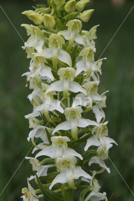 Greater Butterfly-orchid (Platanthera chlorantha)