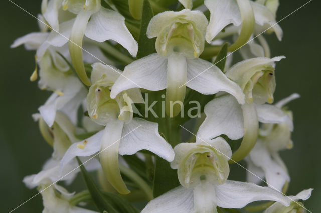 Bergnachtorchis (Platanthera chlorantha)