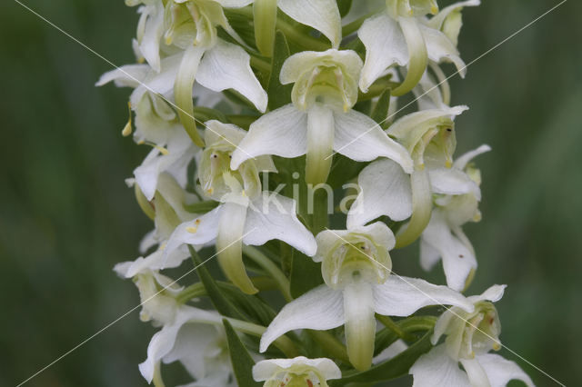 Greater Butterfly-orchid (Platanthera chlorantha)