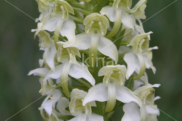 Bergnachtorchis (Platanthera chlorantha)