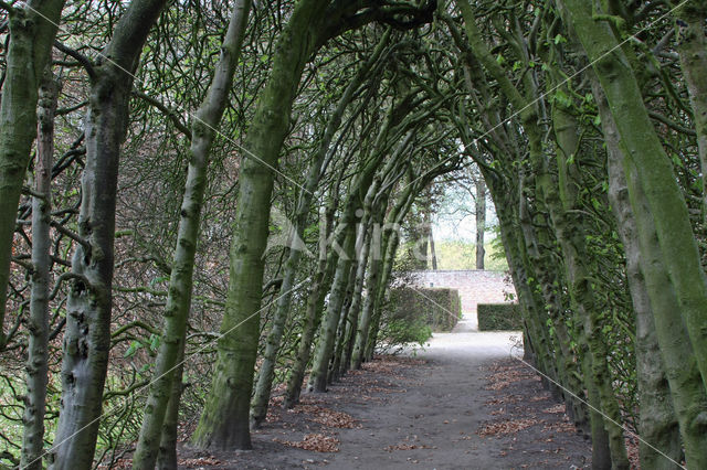 Beuk (Fagus spec.)