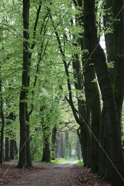 Beuk (Fagus sylvatica)