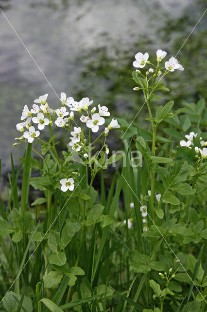 Large Bitter-cress (Cardamine amara)