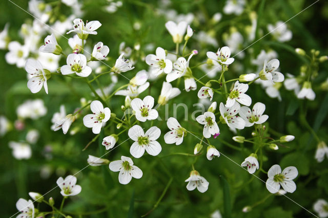 Large Bitter-cress (Cardamine amara)