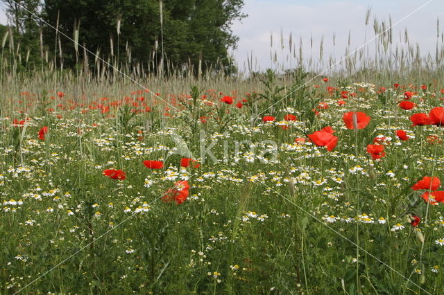 Echte kamille (Matricaria recutita)