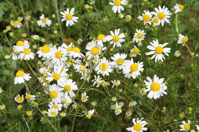 Echte kamille (Matricaria recutita)