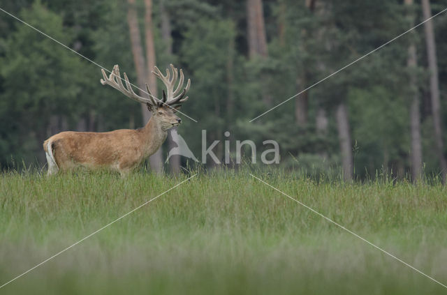 Edelhert (Cervus elaphus)