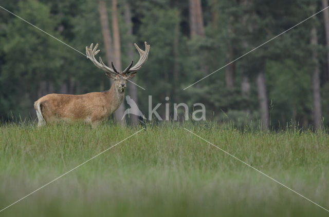 Edelhert (Cervus elaphus)