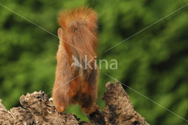 Eekhoorn (Sciurus vulgaris)