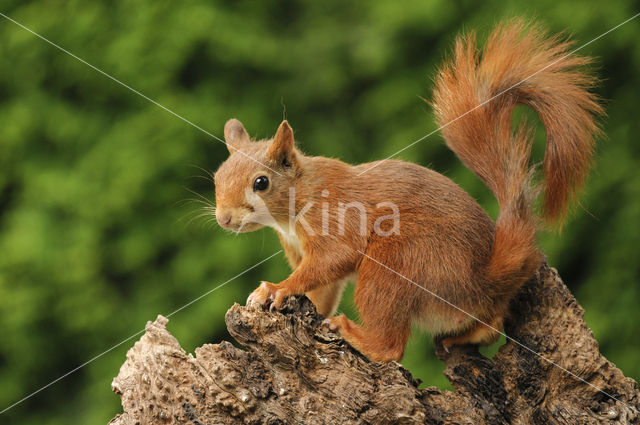 Eekhoorn (Sciurus vulgaris)