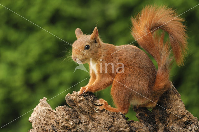 Eekhoorn (Sciurus vulgaris)