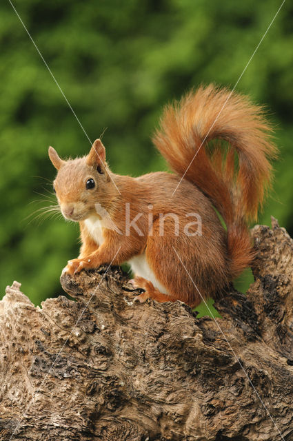 Eekhoorn (Sciurus vulgaris)