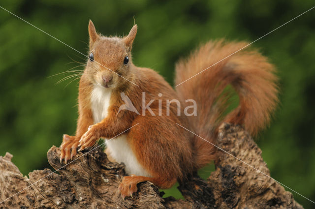 Eekhoorn (Sciurus vulgaris)