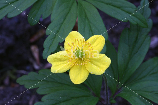 Gele anemoon (Anemone ranunculoides)