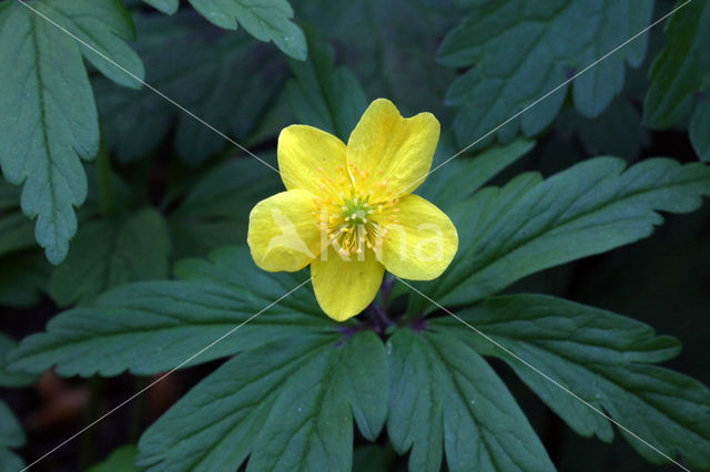 Gele anemoon (Anemone ranunculoides)