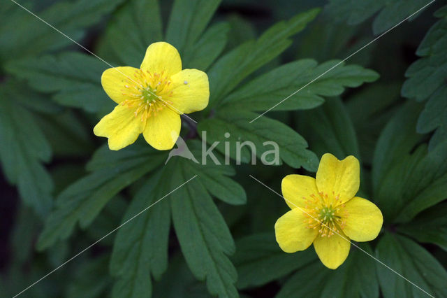 Gele anemoon (Anemone ranunculoides)