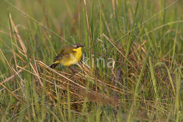 Gele Kwikstaart (Motacilla flava)