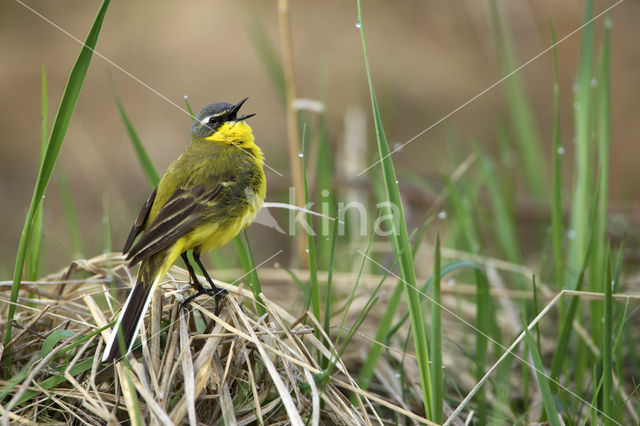 Gele Kwikstaart (Motacilla flava)