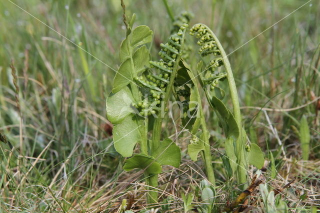 Gelobde maanvaren (Botrychium lunaria)