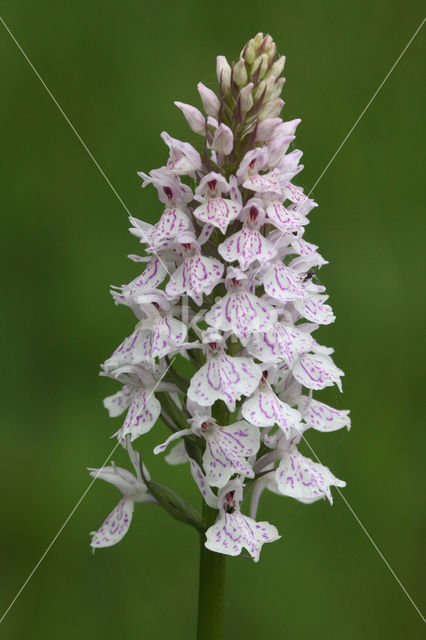 Gevlekte orchis (Dactylorhiza maculata)