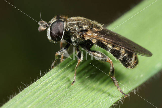 Gewone Bollenzwever (Eumerus strigatus)