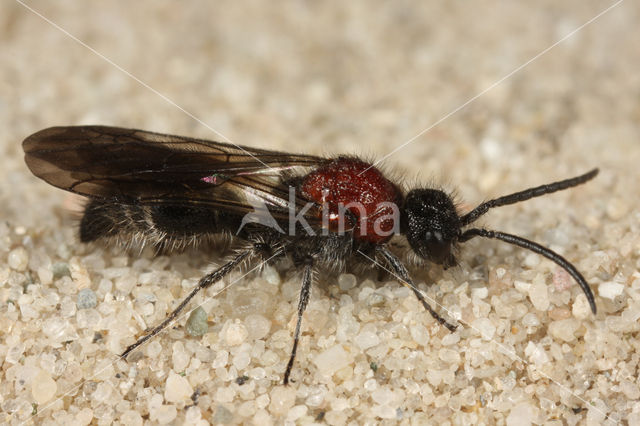 Small Velvet Ant (Smicromyrme rufipes)