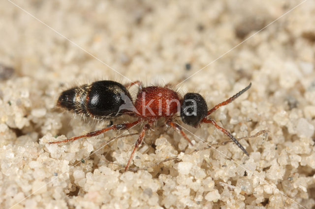 Small Velvet Ant (Smicromyrme rufipes)