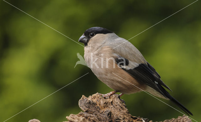 Eurasian Bullfinch (Pyrrhula pyrrhula)