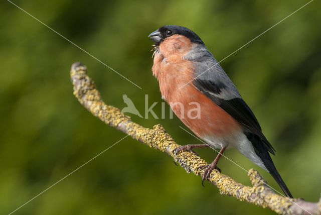 Eurasian Bullfinch (Pyrrhula pyrrhula)