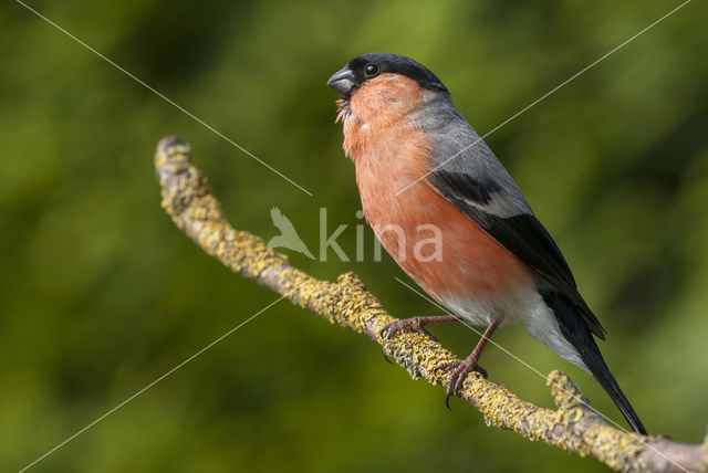 Eurasian Bullfinch (Pyrrhula pyrrhula)