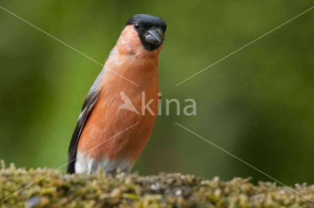 Eurasian Bullfinch (Pyrrhula pyrrhula)