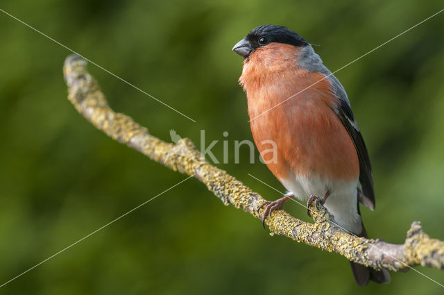 Eurasian Bullfinch (Pyrrhula pyrrhula)