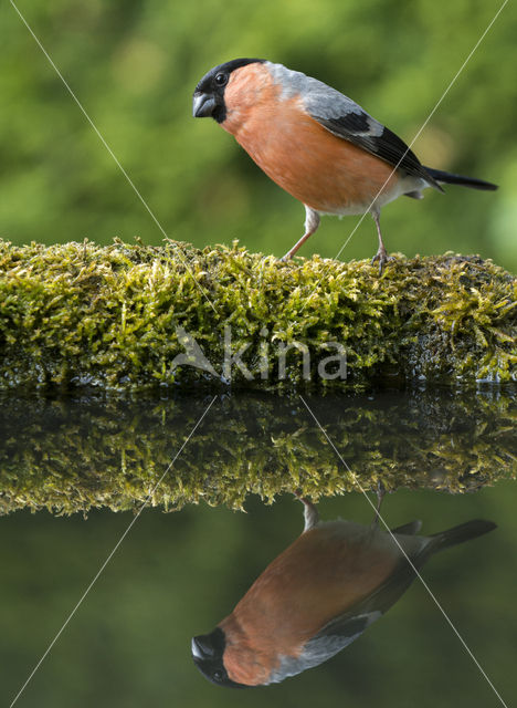 Eurasian Bullfinch (Pyrrhula pyrrhula)