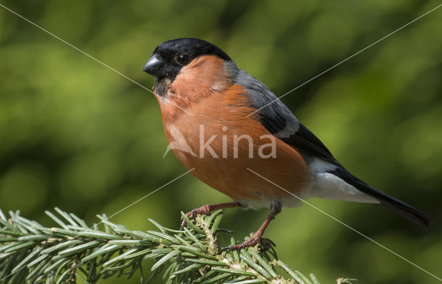 Eurasian Bullfinch (Pyrrhula pyrrhula)