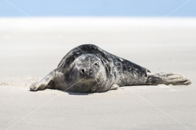 Grijze zeehond