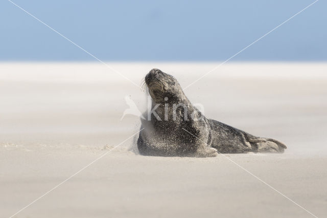 Grijze zeehond