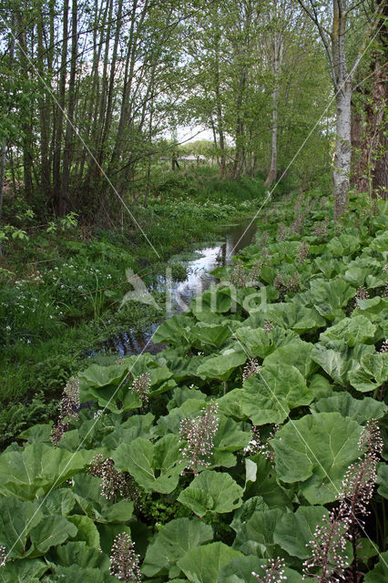 Groot hoefblad (Petasites hybridus)