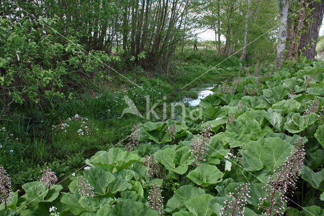 Groot hoefblad (Petasites hybridus)