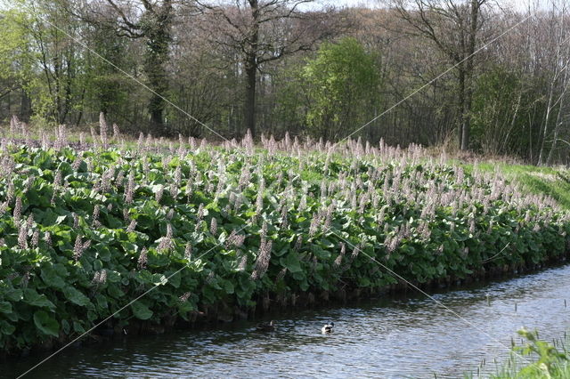 Groot hoefblad (Petasites hybridus)