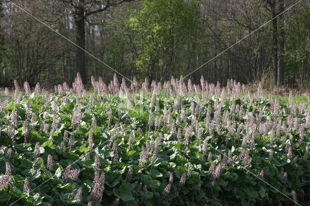 Groot hoefblad (Petasites hybridus)