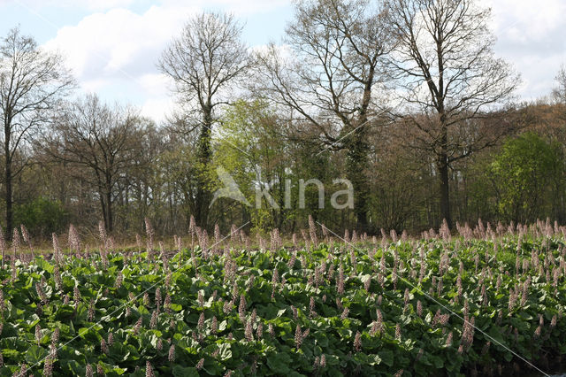 Groot hoefblad (Petasites hybridus)