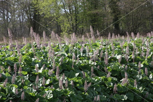 Groot hoefblad (Petasites hybridus)