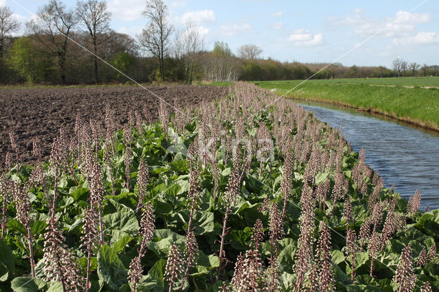 Groot hoefblad (Petasites hybridus)